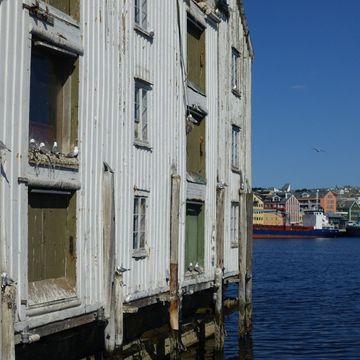 Måser på gammelt bryggebygg