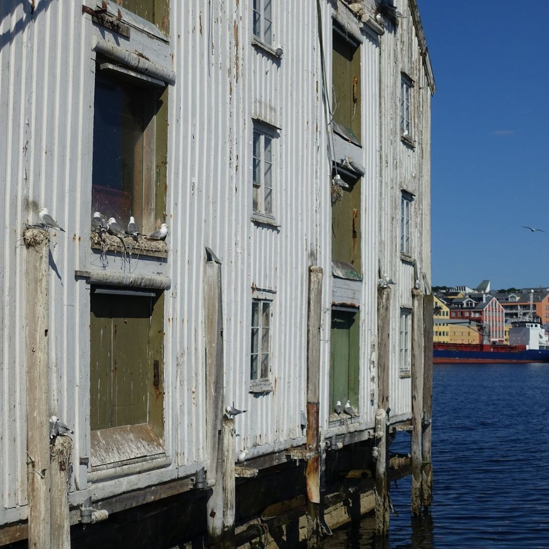 Måser på gammelt bryggebygg